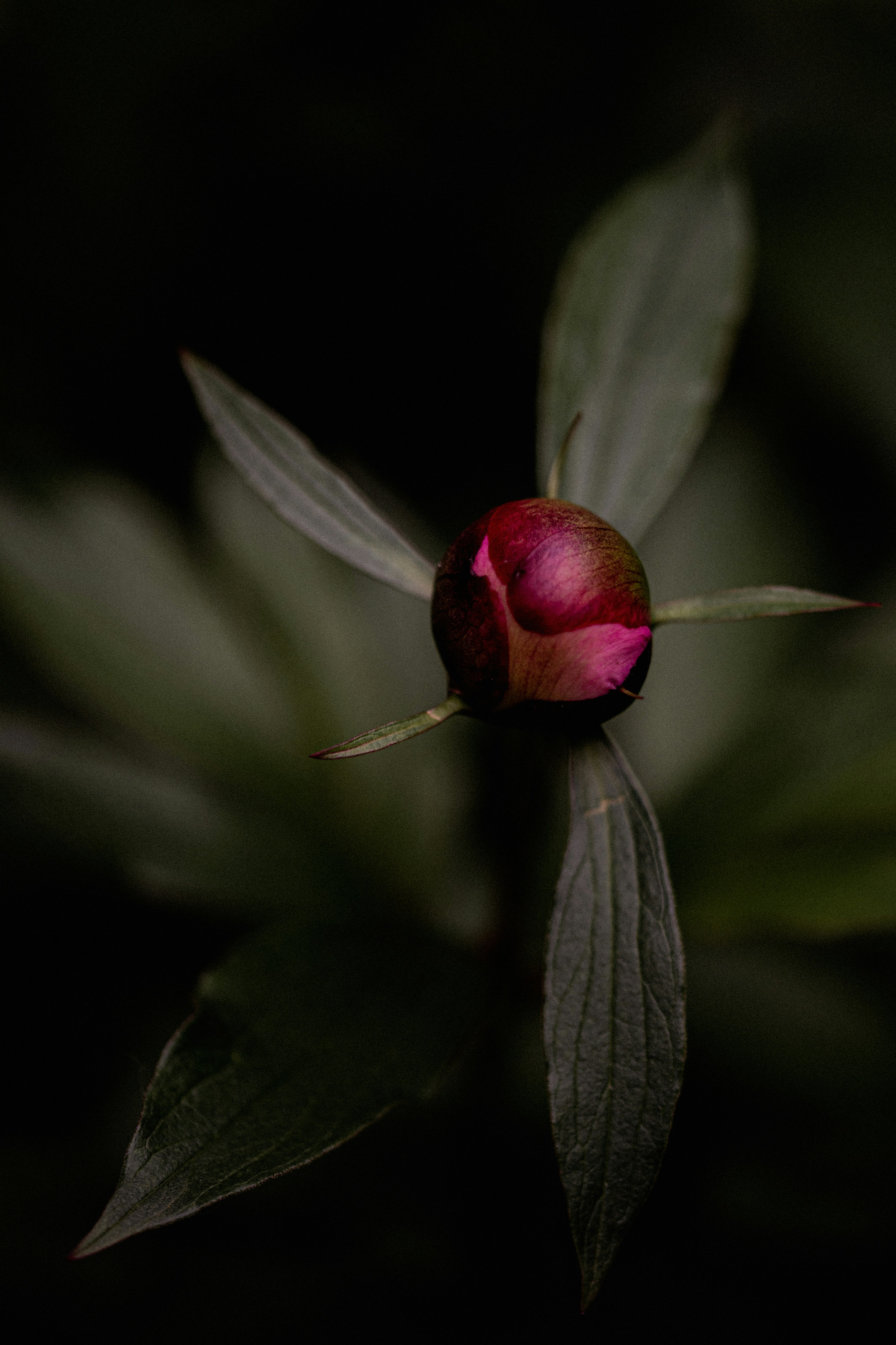 red flower bud in close up photography